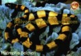 Vodnář Belcherův (Hydrophis belcheri) 